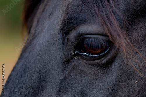 Close up eye and hair of horse in open farm, Selective focus head and face of the black grey horse in countryside in Netherlands.