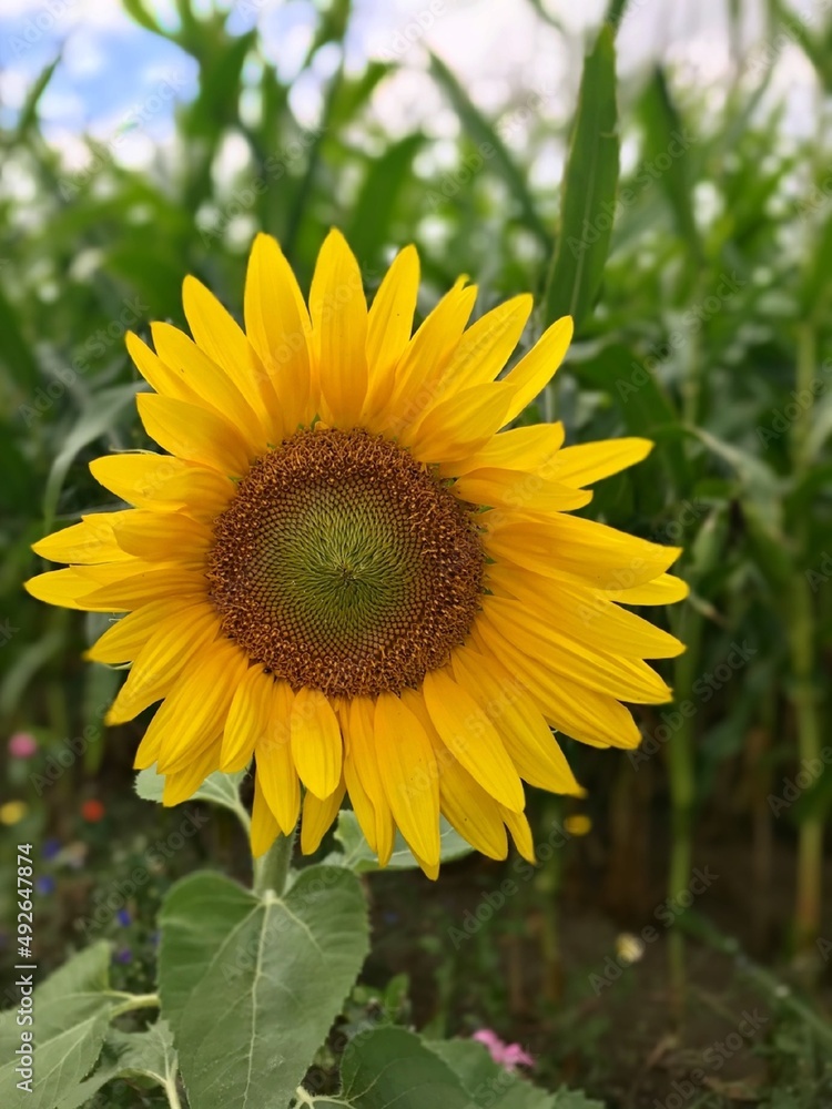 Frontal macro view of blooming young sunflower with corn grass background Frontal macro view of blooming young sunflower with corn grass background