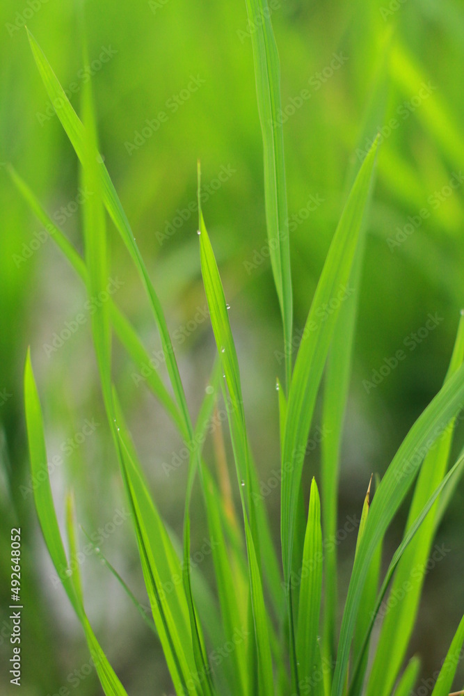 green grass background, Close up of rice plant leaves. Rice blades nature background green grass background, Close up of rice plant leaves. Rice blades nature background