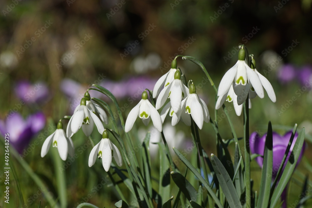 Closeup flowers of snowdrop or common snowdrop (Galanthus nivalis). bulbous perennial herbaceous plants, family Amaryllidaceae. Faded crocuses on the background. Winter, Netherlands Closeup flowers of snowdrop or common snowdrop (Galanthus nivalis). bulbous perennial herbaceous plants, family Amaryllidaceae. Faded crocuses on the background. Winter, Netherlands