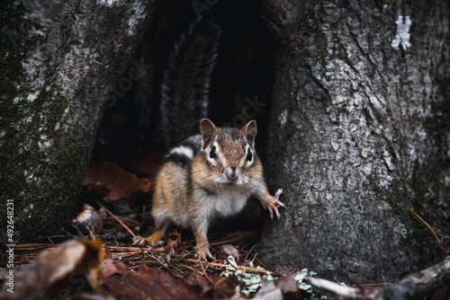 Fototapeta Naklejka Na Ścianę i Meble -  squirrel on a tree