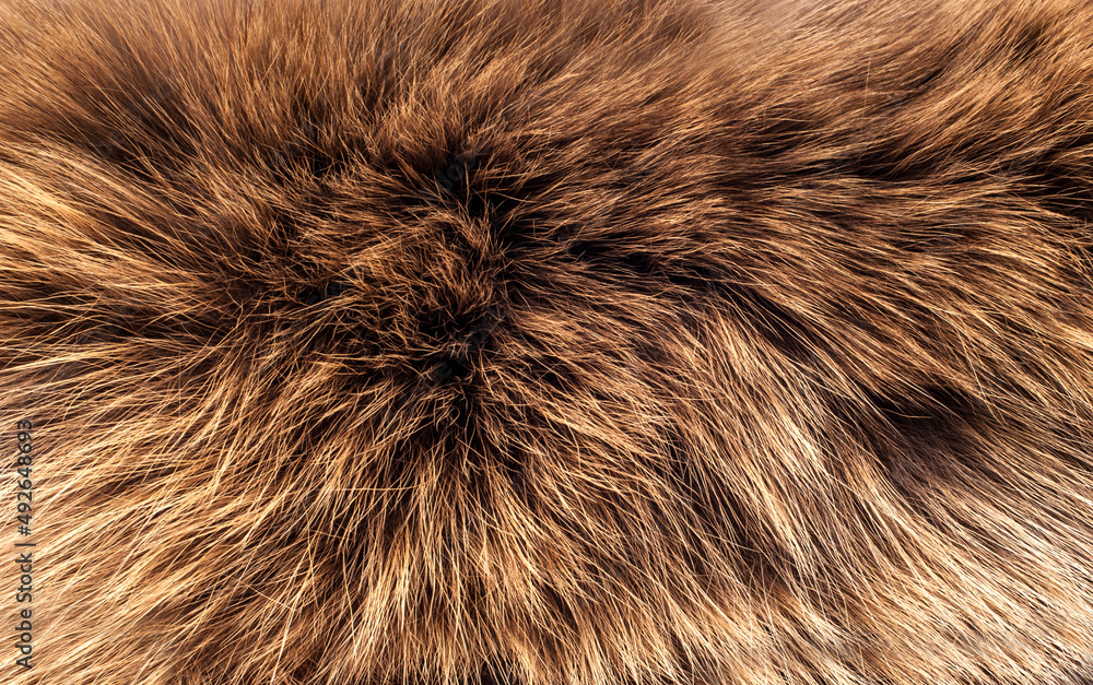 Animal fur close up. Background of gray sable and red fox or chinchilla wool, pile fur texture. Animal fur close up. Background of gray sable and red fox or chinchilla wool, pile fur texture.