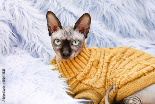 Bald cat of breed Canadian Sphynx in a knitted sweater clothes for animals. © ir1ska