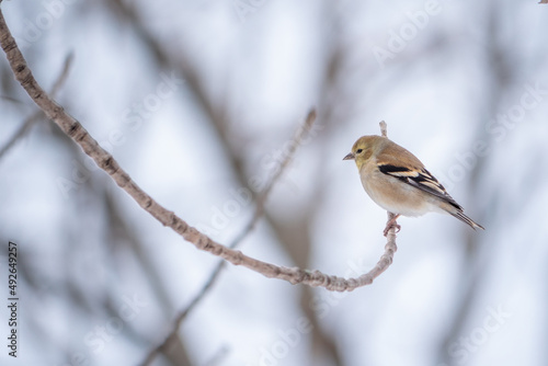 A perched American goldfinch in winter