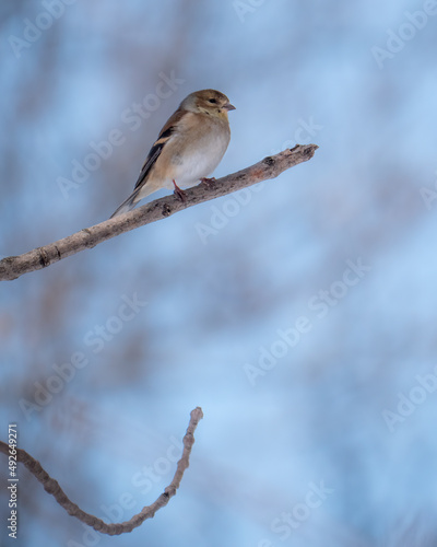 A perched American goldfinch in winter