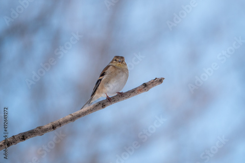 A perched American goldfinch in winter
