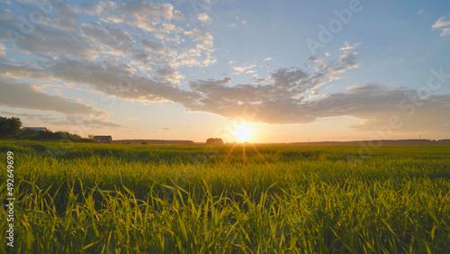 Summer sunset over a field of young wheat.