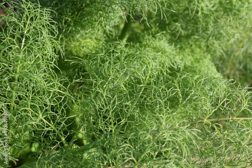 Green foliage of giant fennel (Ferula communis) photo