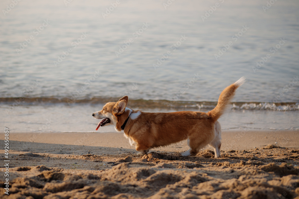 Happy welsh corgi pembroke dog at the beach Happy welsh corgi pembroke dog at the beach