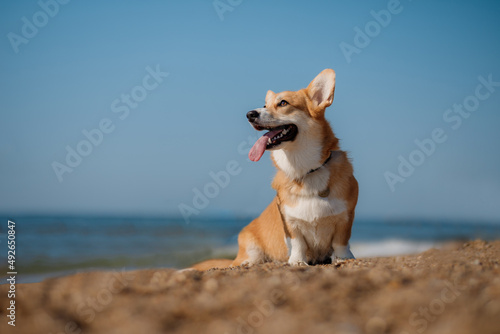 Happy welsh corgi pembroke dog at the beach