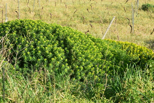 Tree spurge plant (Euphorbia dendroides) with yellow flowers photo