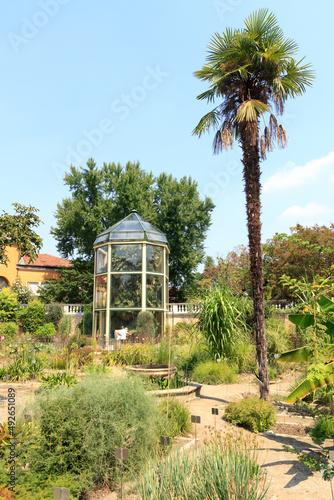 Old plant "Goethe palm" in greenhouse at botanical garden (Orto botanico) in Padua, Italy