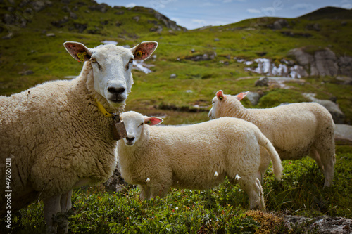 Fototapeta Naklejka Na Ścianę i Meble -  Sheep in Meadow