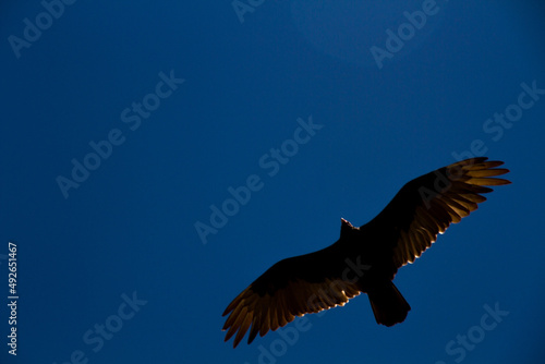 Condor in flight