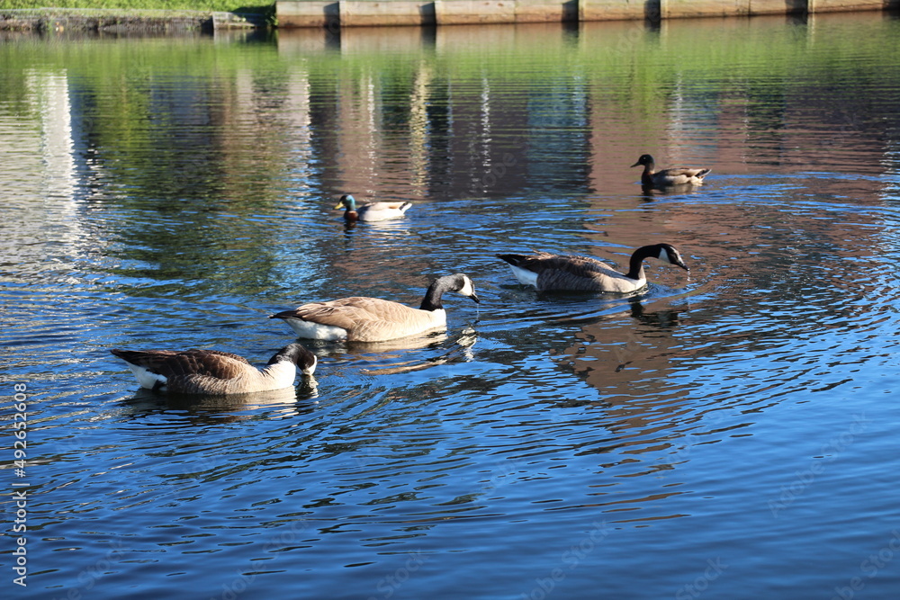 Ducks outside eating, swimming, and walking around. Ducks outside eating, swimming, and walking around.