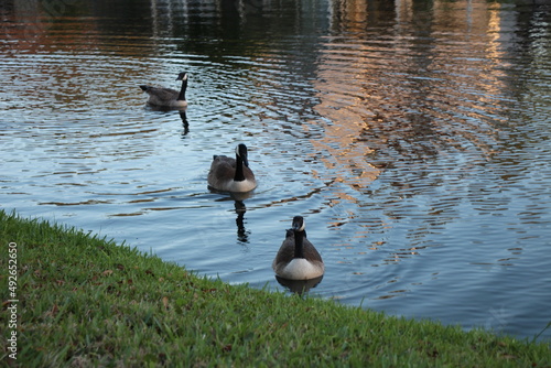 Ducks outside eating, swimming, and walking around.  © Micaela Creates