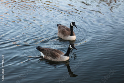 Ducks outside eating, swimming, and walking around. 