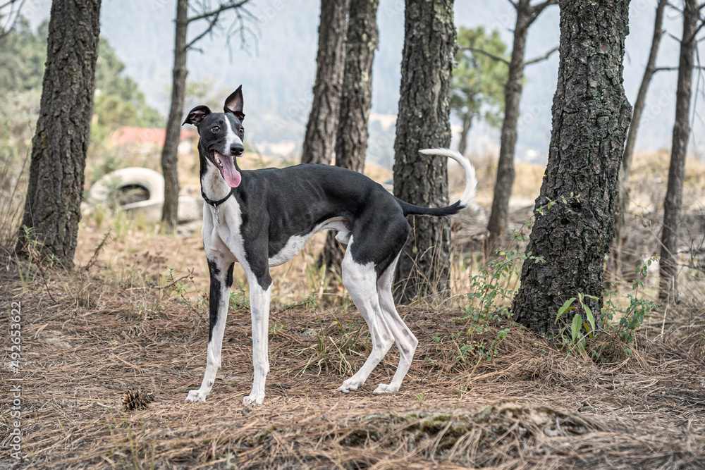 Whippet dog breed portrait.
Medium sized dog breed belonging to the greyhound family.
Whippet dog breed portrait.
Medium sized dog breed belonging to the greyhound family.