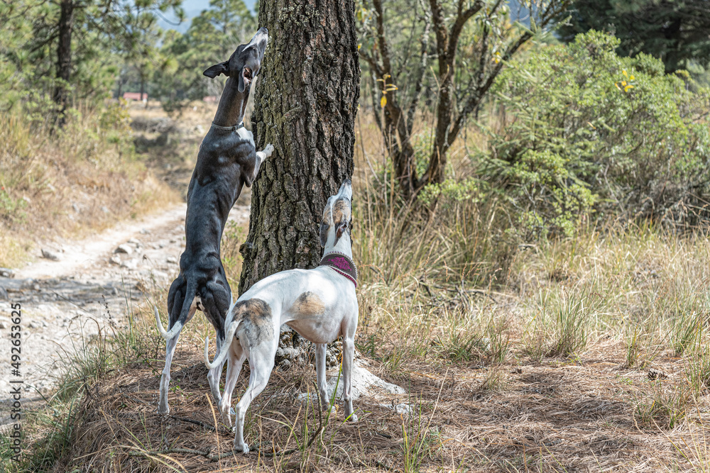 Whippet dog breed couple looking at prey above the tree.
Greyhounds searching for a squirrel.
Whippet dog breed couple looking at prey above the tree.
Greyhounds searching for a squirrel.