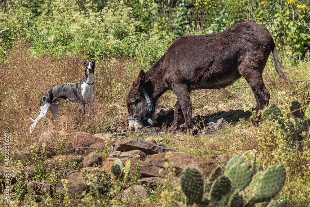 Whippet dog breed with his donkey companion.
Strange animal companionship.
