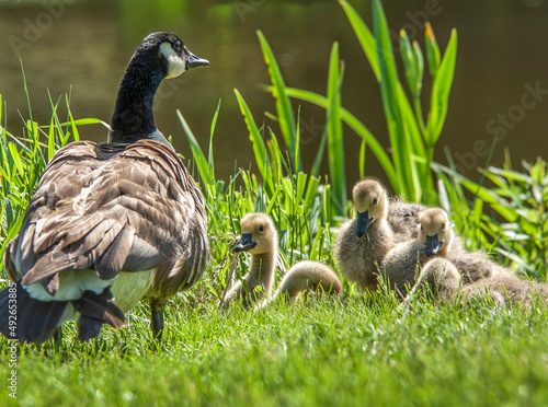 Goose with gooslings on pond shore photo