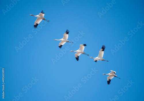 Quadro su tela Formation of rare Whooping Cranes in flight overhead