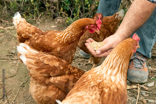 Man feeding hens from hand in the farm. Free-grazing domestic hen on a traditional free range poultry organic farm. Adult chicken walking on the soil.