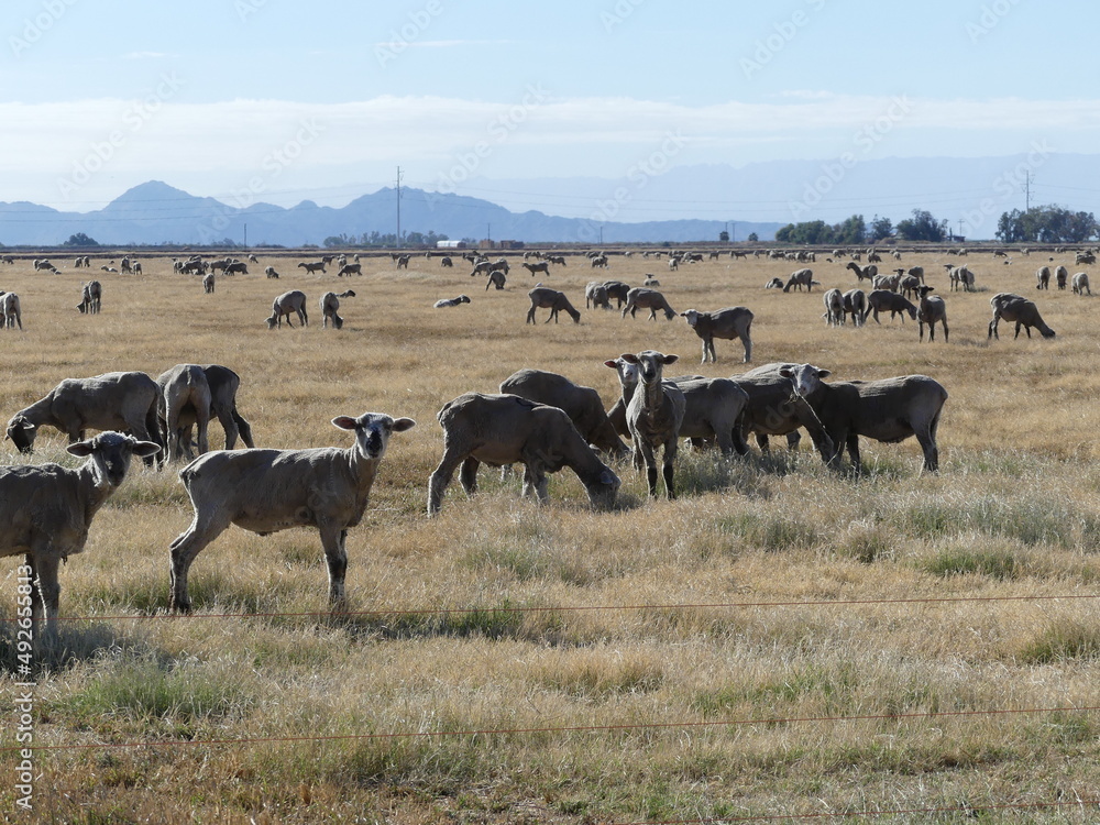 Herd of sheep.