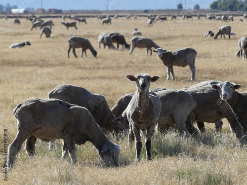 Herd of sheep. © Aaron