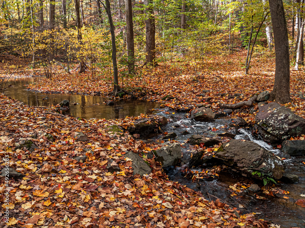 Woodland Stream Woodland Stream