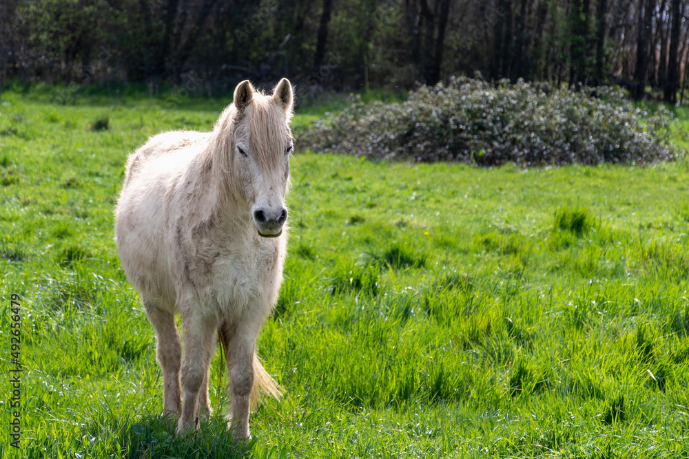 white horse in the field
