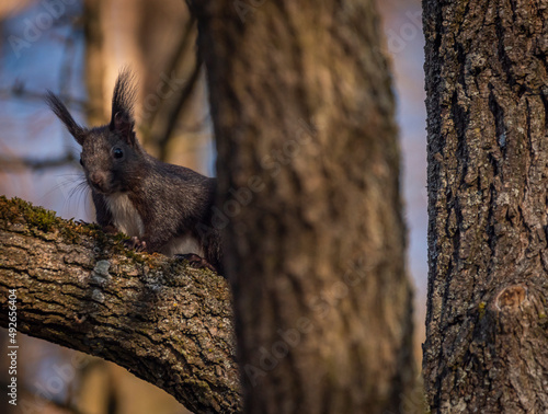 Brown squirrel on big tree with blue backgound in sunny cold morning © luzkovyvagon.cz