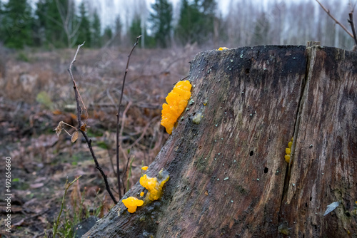 Tremella mesenterica (common names include yellow brain, golden jelly fungus, yellow trembler, and witches' butter photo
