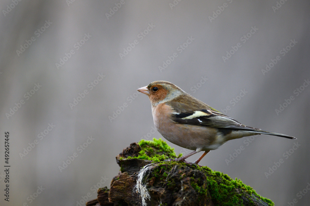 Common chaffinch Fringilla coelebs. In the wild Common chaffinch Fringilla coelebs. In the wild