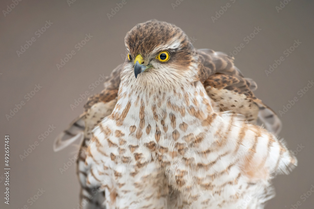 Bird Euarsian sarrowhawk, Accipiter nisus Close up Bird Euarsian sarrowhawk, Accipiter nisus Close up