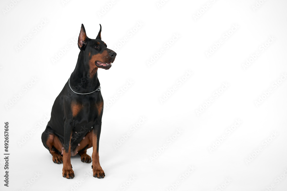 A guard Doberman on a white background. Copy space. A guard Doberman on a white background. Copy space.