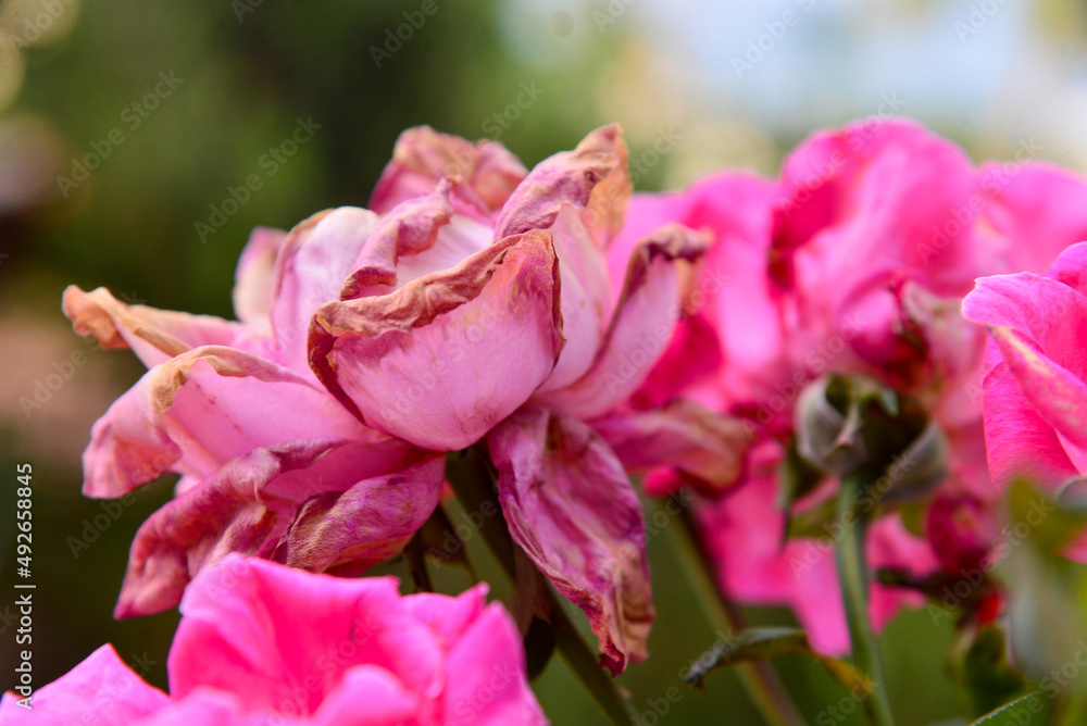 close up of pink flower close up of pink flower