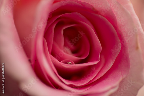 Lovely Pink rose head bud  with soft side lighting to give it a dreamy effect Love emotion  togetherness  wedding setting