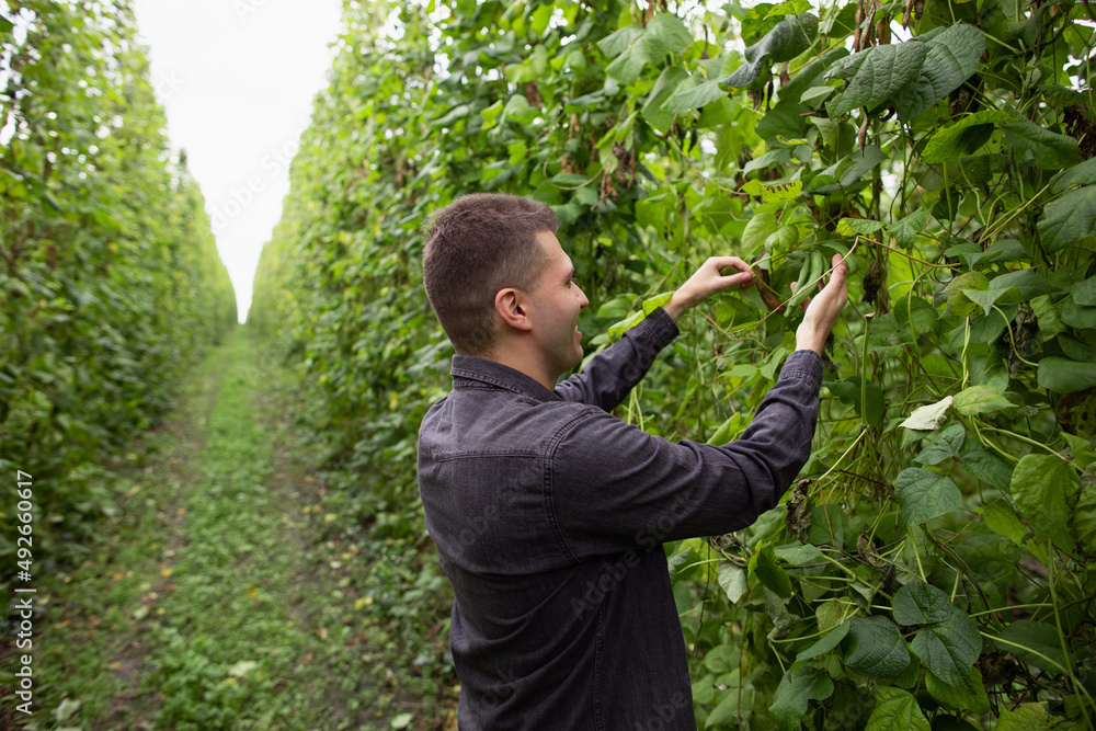 The farmer is satisfied with the bean harvest.