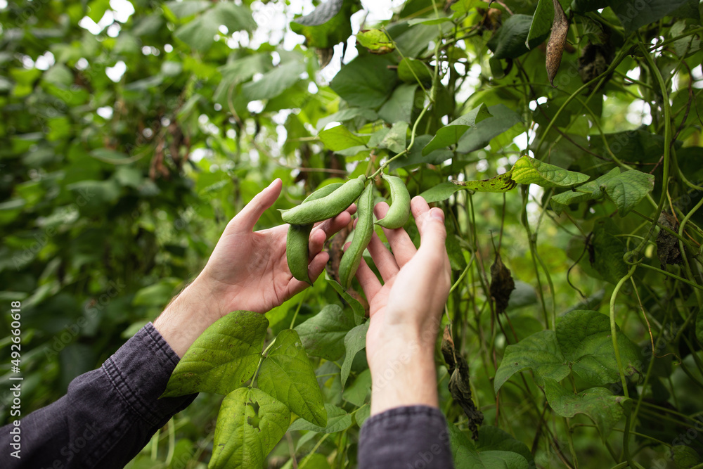 Bean pods in the hands of a farmer. Harvest beans Bean pods in the hands of a farmer. Harvest beans