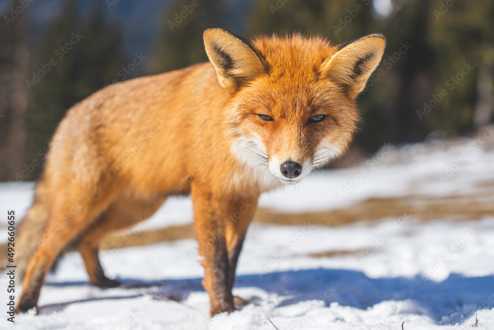 Portrait od red fox in winter