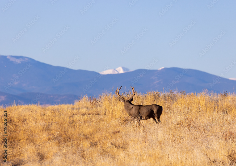 Mule Deer Buck During the Rut in Fall in Colorado Mule Deer Buck During the Rut in Fall in Colorado