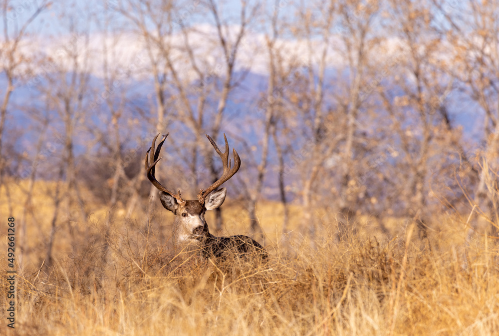 Mule Deer Buck During the Rut in Fall in Colorado