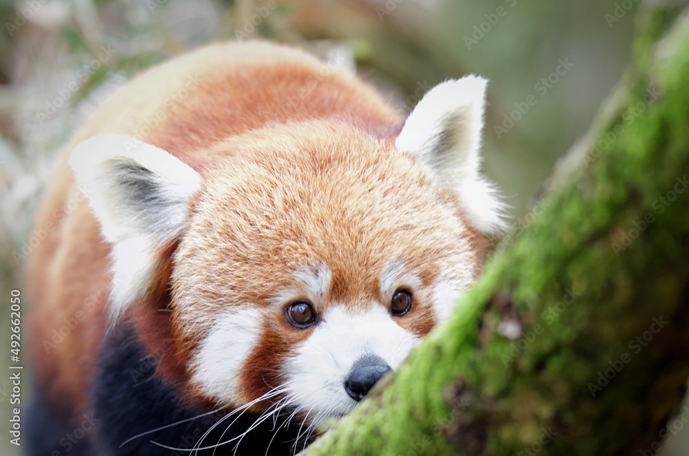 Red panda Red panda