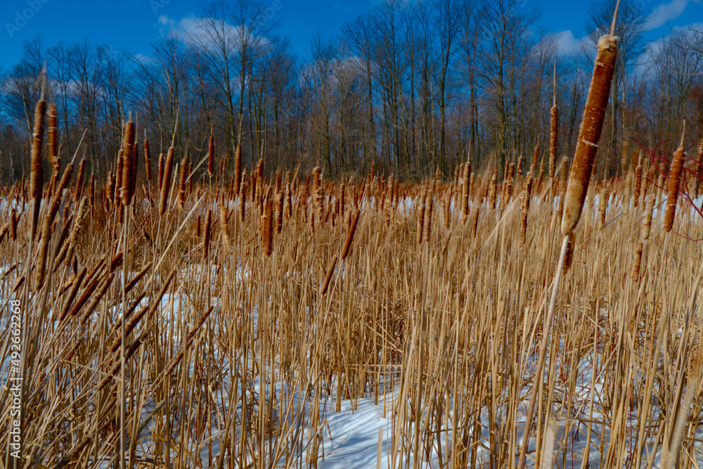 A walking trail in late winter, a shallow depth of field. A walking trail in late winter, a shallow depth of field.