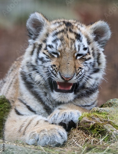 Smiling Amur tiger cub © JulieHjelm
