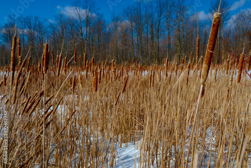 Fototapeta Naklejka Na Ścianę i Meble -  A walking trail in late winter, a shallow depth of field.
