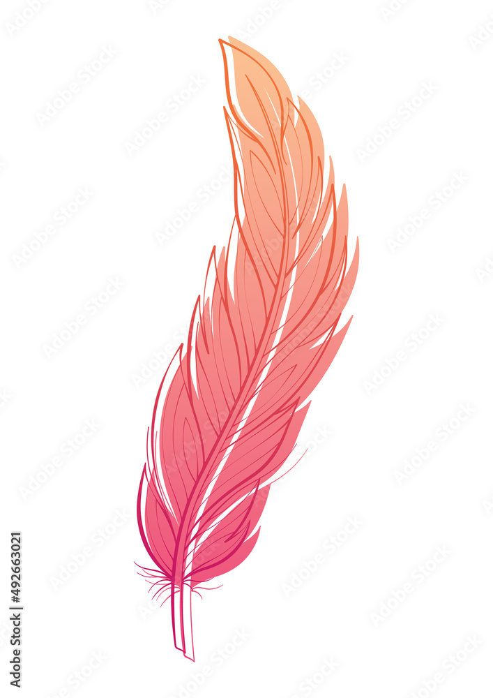Bird feather vector illustration isolated on white. Design element for print