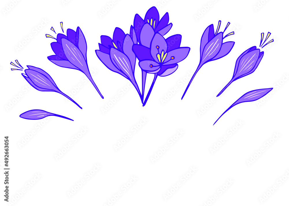 Blossom crocus flowers line art vector illustration. Funny spring violet floral. Natural motif coloring book page for children and adults. Crocus doodle, sketch for you art