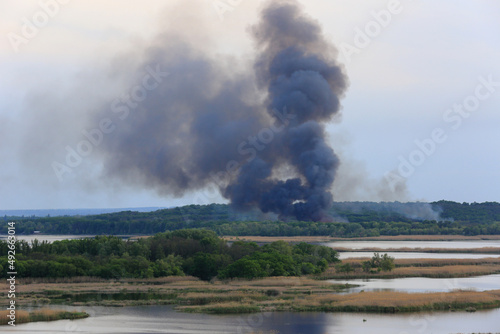 smoke over green forest